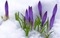 Kaz_Creations Deco Flowers Backgrounds Background Colours - png gratis GIF animado