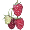 raspberries  Bb2