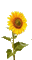 TOURNESOL sunflower gif