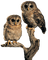 Owls - zadarmo png animovaný GIF