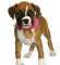 Kaz_Creations Dog Pup - Free PNG Animated GIF
