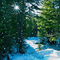 Snowy Forest - Бесплатный анимированный гифка анимированный гифка