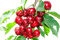 cherry,tree - png gratuito GIF animata