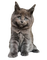 Poes - kostenlos png Animiertes GIF