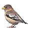 ptak - Безплатен анимиран GIF анимиран GIF