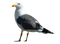 lokki, gull, lintu, bird - ingyenes png animált GIF