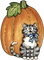 Herbst, Kürbis, Katze, cat - ingyenes png animált GIF