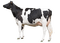 cow - nemokama png animuotas GIF