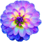 purple flower - png gratuito GIF animata
