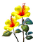 Flores - png gratis GIF animado