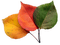 autumn - zdarma png animovaný GIF