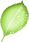dolceluna deco png tube scrap green leaf - png gratuito GIF animata