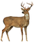 Hirsch, Reh, deer - png gratis GIF animado