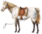 Western.Horse.Cheval.Caballo.Victoriabea - PNG gratuit GIF animé