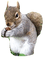 écureuil, squirrel, Eichhörnchen - PNG gratuit GIF animé