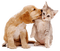 chien & chat - бесплатно png анимированный гифка