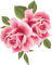 Zwei Rosen, rosa, roses - gratis png geanimeerde GIF