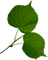 Leaf Lámina Blatt Feuille green verte verde - 免费PNG 动画 GIF