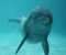 Delfini - Darmowy animowany GIF animowany gif
