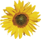 Kaz_Creations Deco Flowers Sunflower Flower - png grátis Gif Animado