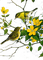 Vögel, Blüten - nemokama png animuotas GIF