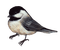 AVES - Free PNG Animated GIF