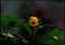 kwiat ruchomy - Gratis animeret GIF animeret GIF