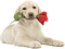 dolceluna dog rose red - png gratuito GIF animata