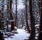 winter trees animated snow - GIF animado grátis Gif Animado