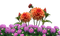 garden plants bp - png gratuito GIF animata