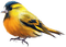 birds katrin - besplatni png animirani GIF