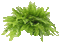 Pflanze - Besplatni animirani GIF animirani GIF