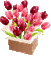 red pink tulips box - Безплатен анимиран GIF анимиран GIF
