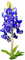 bluebonnet - bezmaksas png animēts GIF