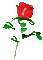 red rose gif animated - GIF เคลื่อนไหวฟรี GIF แบบเคลื่อนไหว