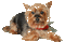 dog gif - Bezmaksas animēts GIF animēts GIF