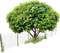 Kaz_Creations Trees Tree - png gratuito GIF animata