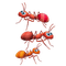 Kaz_Creations Cartoon Red Ants - kostenlos png Animiertes GIF