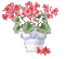 Blumentopf - Gratis geanimeerde GIF geanimeerde GIF