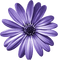 kikkapink purple flower deco daisy - bezmaksas png animēts GIF