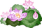 lotus flowers bp - ilmainen png animoitu GIF