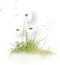 dandelion  Deco pissenlit fleur