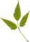 dolceluna deco leaf - δωρεάν png κινούμενο GIF