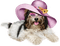 perro - png gratis GIF animado