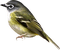 ptak - kostenlos png Animiertes GIF