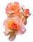 orange, peach rose flower, sunshine3 - PNG gratuit GIF animé