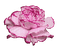 Róża różowa 7 - nemokama png animuotas GIF