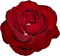 minou-red rose-röd ros