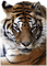 tigre - png gratis GIF animasi