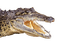 Kaz_Creations Crocodile Alligator - png gratis GIF animado